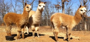 Thunder, Josephine, and Clementine